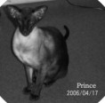 /album/bildgalleri/a100-0811d-prince-svart-vitt-jpg/